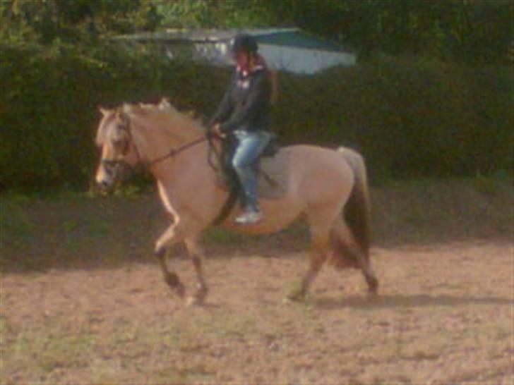 Fjordhest Smilla billede 9