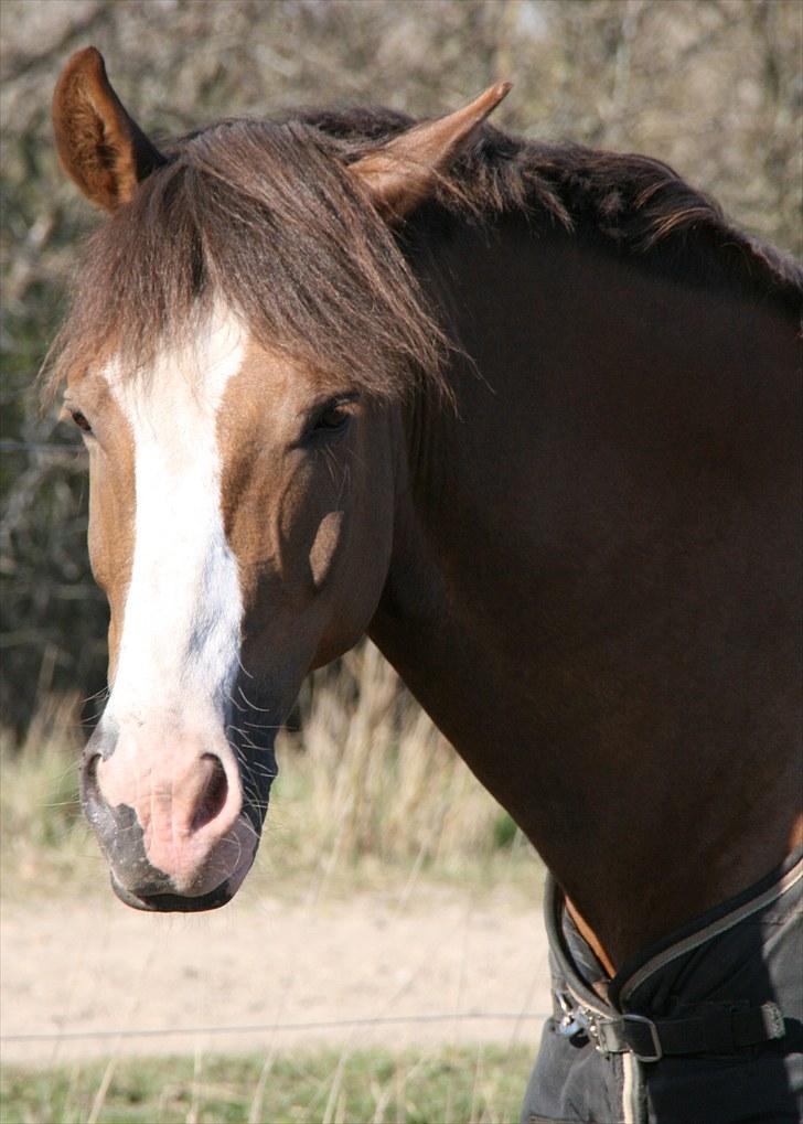 New Forest Domino SOLGT - Smuuukke :* (Forår 2010) | Foto: Maibritt billede 12