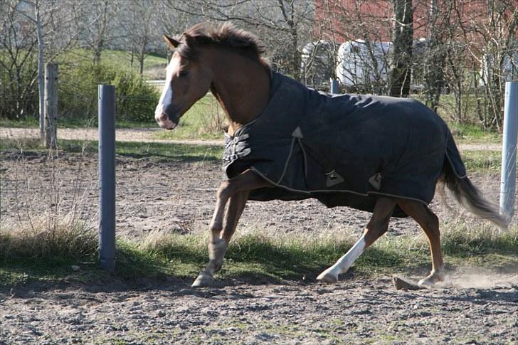 New Forest Domino SOLGT - Bassen på fold ( Forår 2010) | Foto: Maibritt billede 2