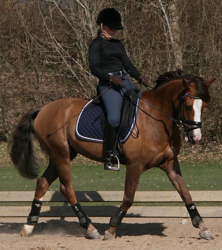 New Forest Domino SOLGT - Domino (Forår 2010) | Foto: Maibritt billede 3