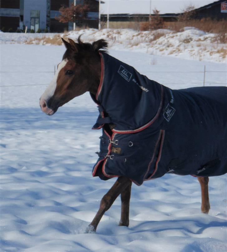 New Forest Domino SOLGT - Domino på fold, i al den dejlige sne :* (Vinter .09/2010) | Foto: Mig billede 4