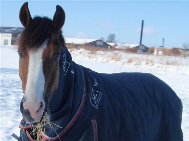 New Forest Domino SOLGT - Domino på fold, i al den dejlige sne :* (Vinter .09/2010) | Foto: Mig billede 5