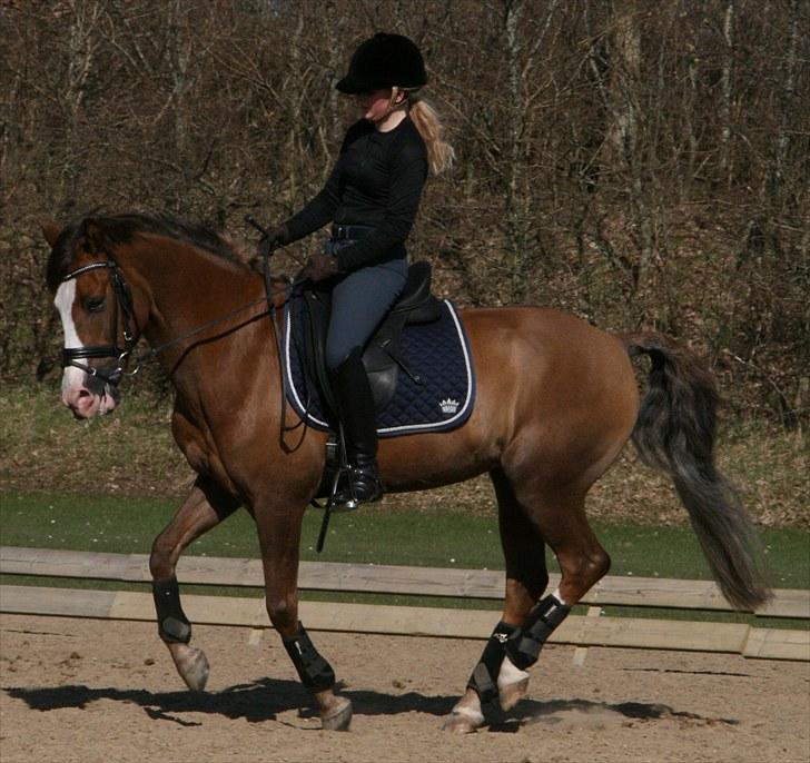 New Forest Domino SOLGT - Træning (Forår 2010) | Foto: Maibritt billede 6