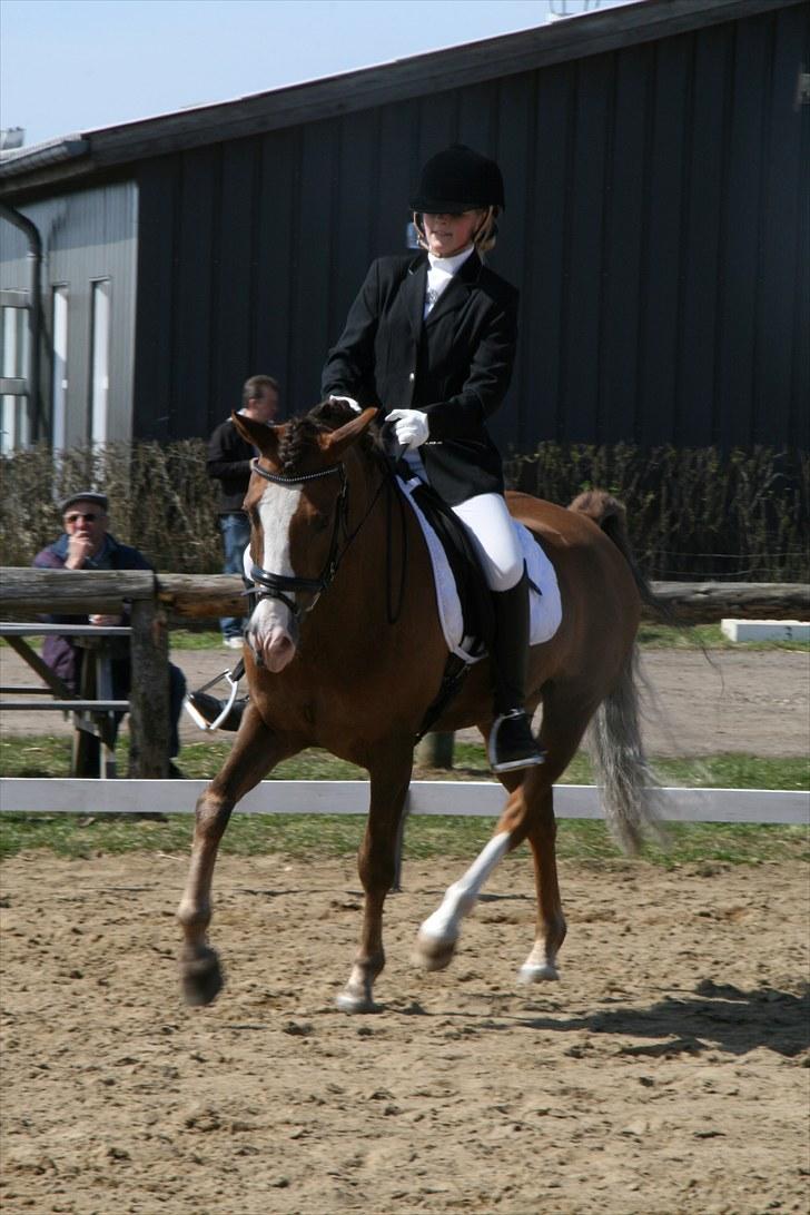 New Forest Domino SOLGT - Stævne Kærbo, første LB1 63,21% :D (Forår 2010) | Foto: Maibritt billede 7