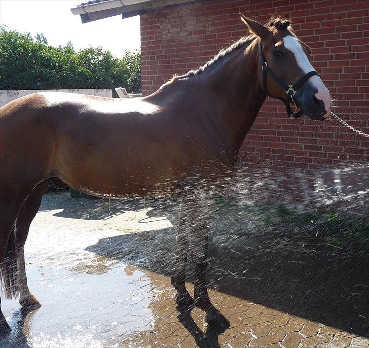 New Forest Domino SOLGT - Afslapning med Domino (Sommer 2010) | Foto: Anne Louise :-) billede 8