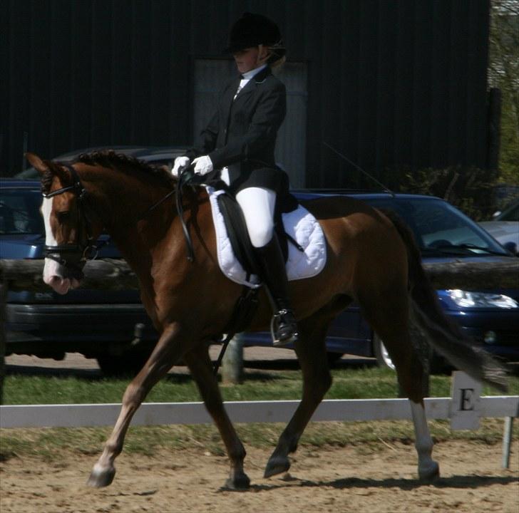 New Forest Domino SOLGT - Stævne Kærbo, første LB1 63,21% :D (Forår 2010) | Foto: Maibritt billede 9