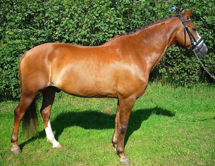 New Forest Domino SOLGT - NYT - Min lille gulddreng :* (Sommer 2010) | Foto: Mig billede 10