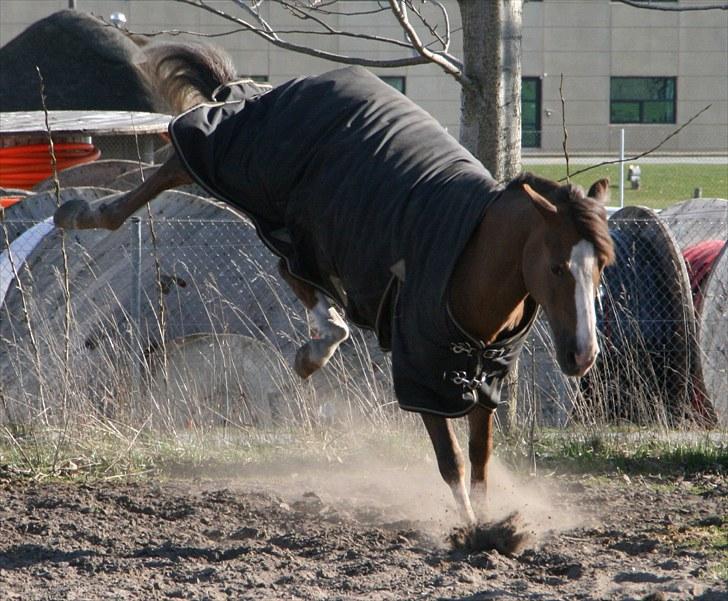 New Forest Domino SOLGT - Domino på fold (Forår 2010) | Foto: Maibritt billede 13