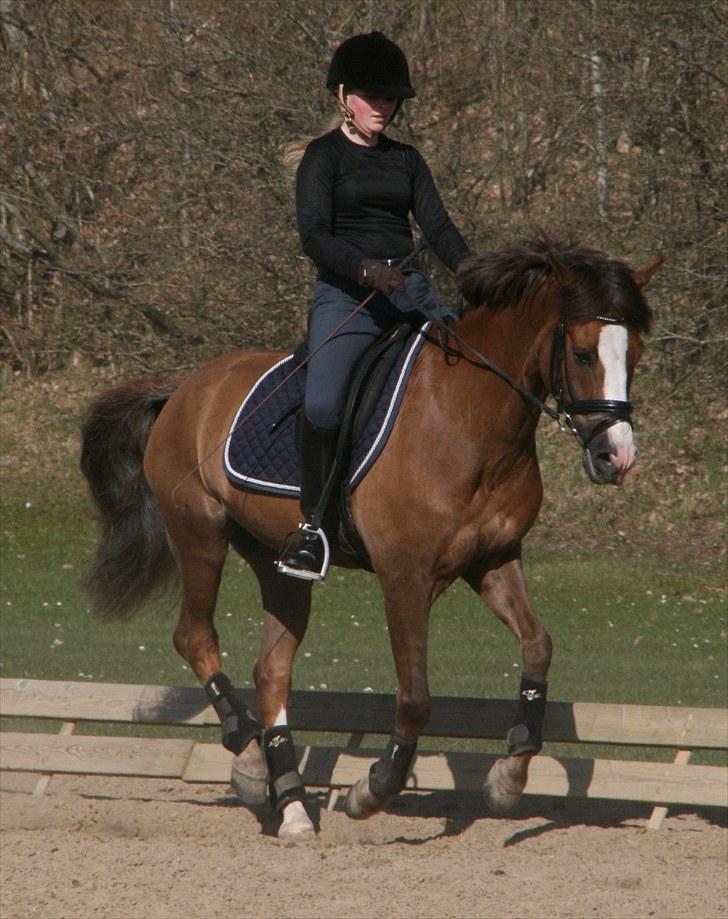New Forest Domino SOLGT - Træning (Forår 2010) | Foto: Maibritt billede 14