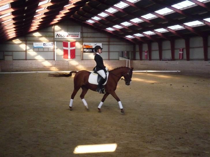 Tysk Sportspony Princess Lady<3 (søsters) - nanna rider lady:) billede 12