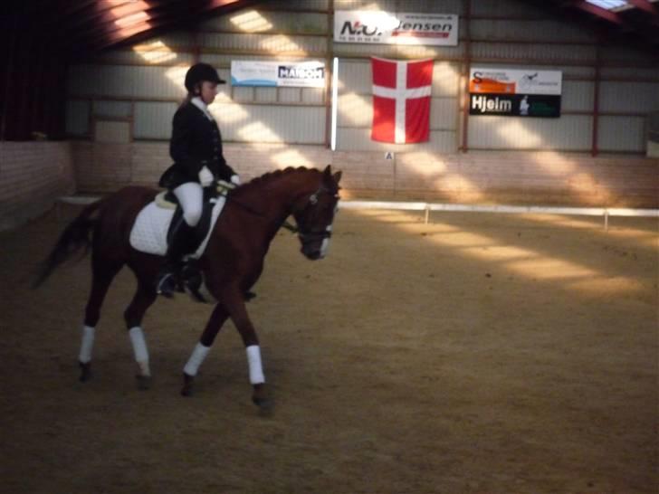 Tysk Sportspony Princess Lady<3 (søsters) - nanna rider lady:) billede 13