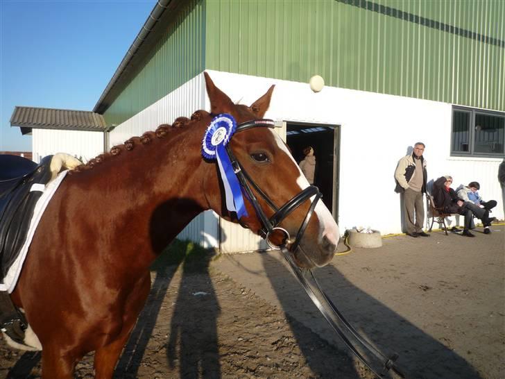 Tysk Sportspony Princess Lady<3 (søsters) - fik en anden plads i en lc1 med nanna:)  billede 16