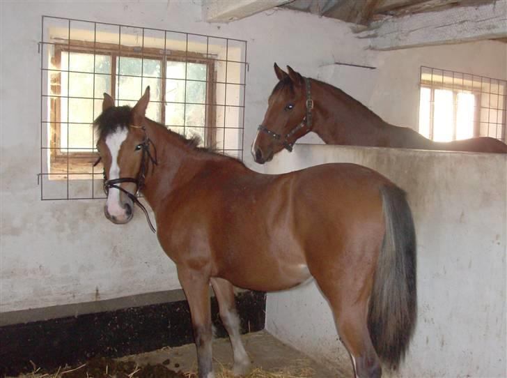 Anden særlig race isabella - isabella og figaro... billede 3