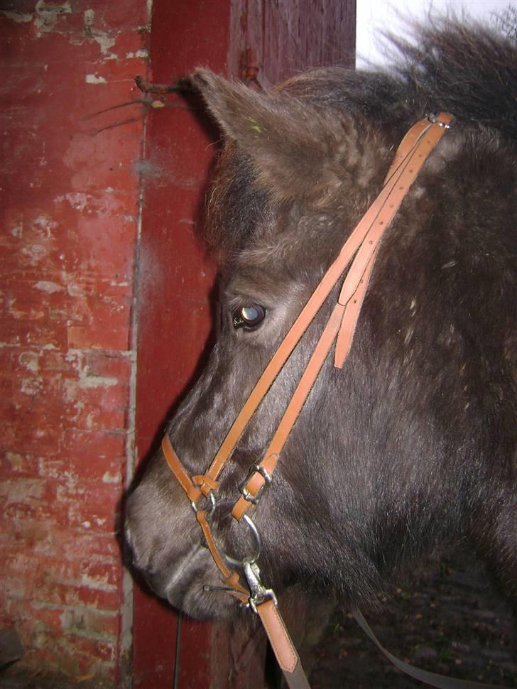 Islænder Disa *Solgt* - Velkommen til Disa´s profil :) <3 billede 1