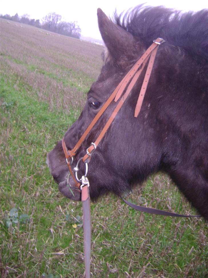 Islænder Disa *Solgt* - På tur <3 billede 2