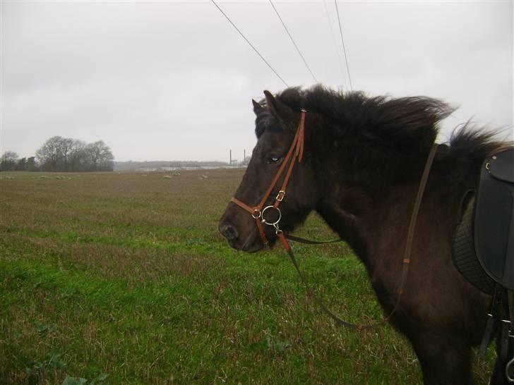 Islænder Disa *Solgt* - :D <3 Elsker dig billede 3