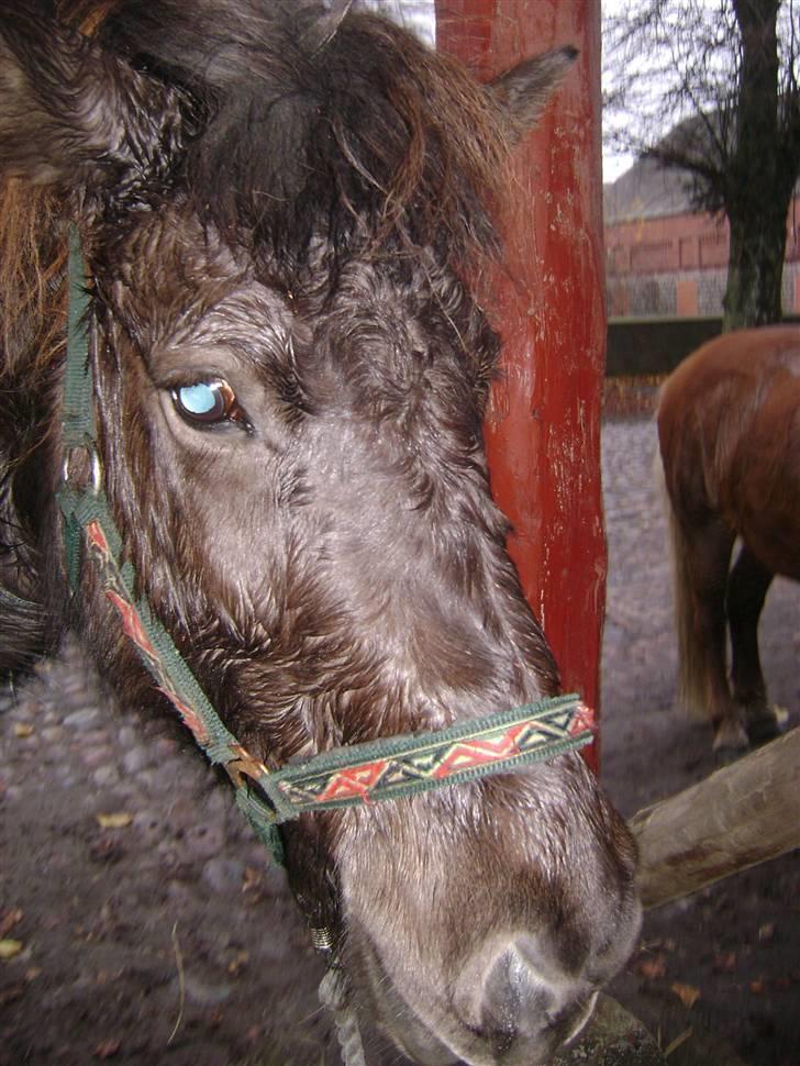 Islænder Disa *Solgt* - Efter en dejlig tur <3 ....... billede 4