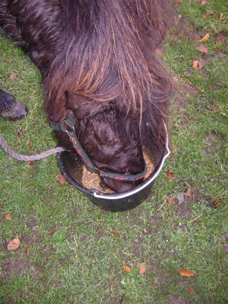 Islænder Disa *Solgt* - ...... Skal man nyde maden :p <3 ...... billede 5