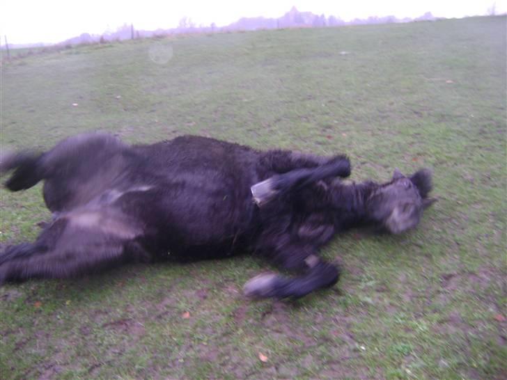 Islænder Disa *Solgt* - ...... Og rulle sig ........ billede 6