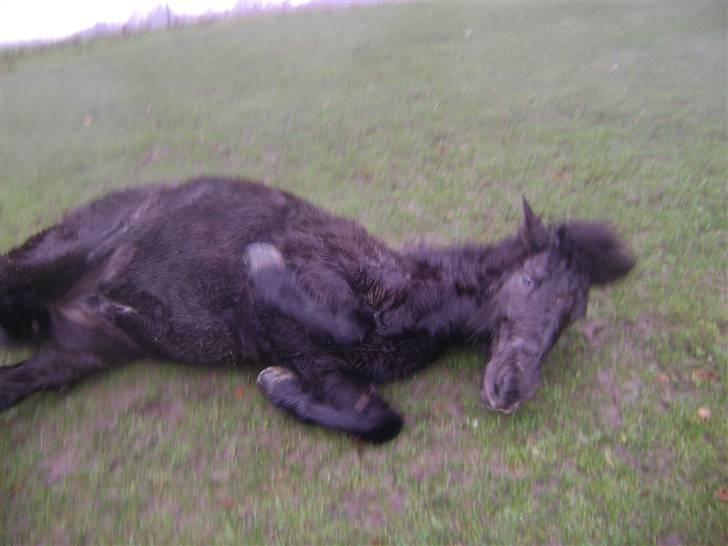 Islænder Disa *Solgt* - ..... og rulle ...... billede 7