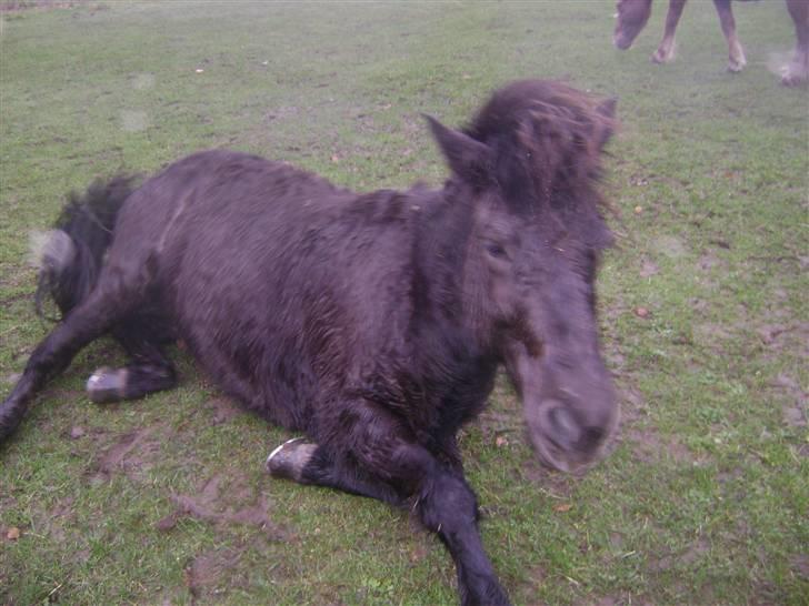 Islænder Disa *Solgt* - ....... og slappe af :D <3 billede 8