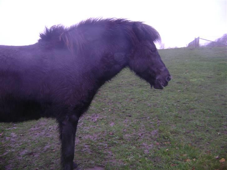 Islænder Disa *Solgt* billede 9