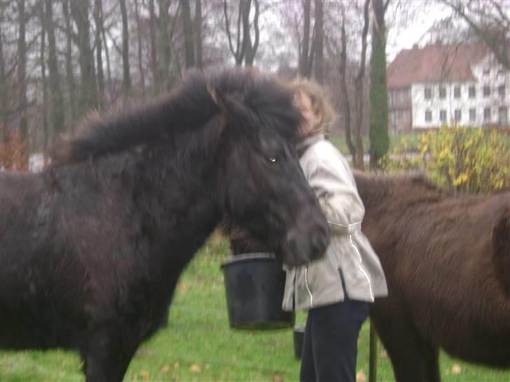 Islænder Disa *Solgt* - Det er Sille der gemmer sig :D billede 10
