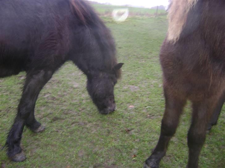 Islænder Disa *Solgt* - Smukke Disa og Taktur Føller <3 billede 11