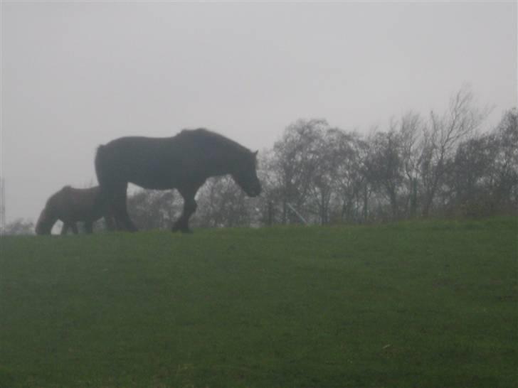 Islænder Disa *Solgt* - Smukke på fold med vennerne :p :D billede 12