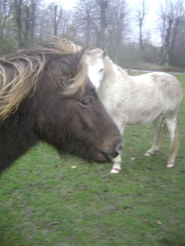 Islænder Disa *Solgt* - Disa´s Føl Taktur <3 billede 13