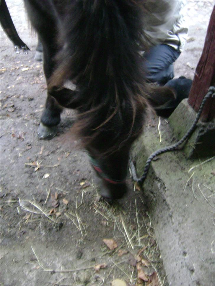 Islænder Disa *Solgt* - Sille skal til at prøve at spænde gjorden :p kan godt være ret svært med den mave :D <3 billede 14