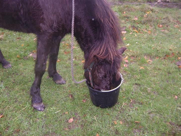 Islænder Disa *Solgt* - MAD <3 :D billede 15