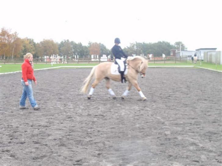 Fjordhest Glibings Ajs billede 4