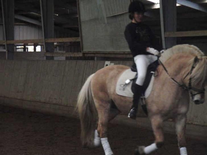 Fjordhest Glibings Ajs billede 6