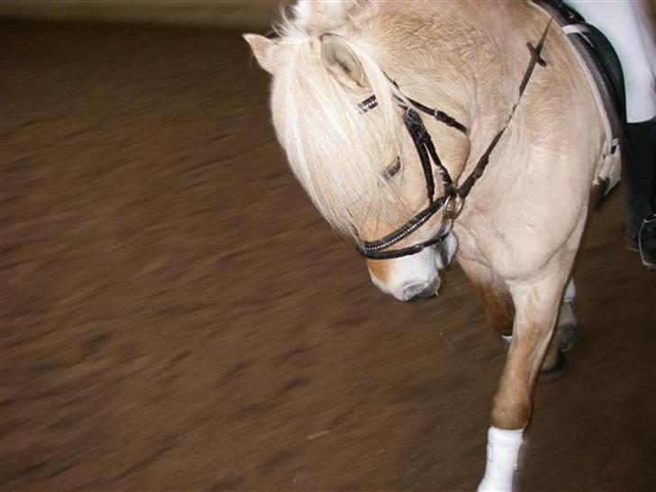 Fjordhest Glibings Ajs billede 7