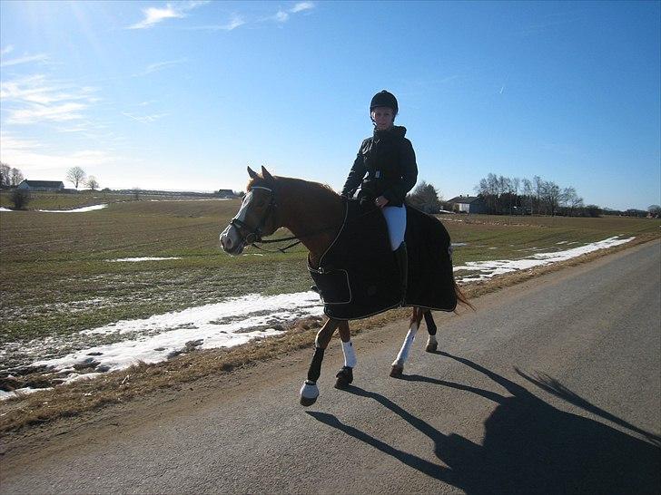 Tysk Sportspony Norano - efter fastelavns stævnet 2011 :)  billede 6