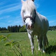 Welsh Pony (sec B) Korreborgs Kawango *MIT LIV*