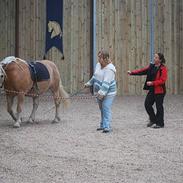 Haflinger Gråbjerghøjs Hofmann