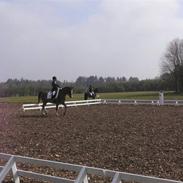 Arabisk fuldblod (OX) Tots Ramik (SOLGT)