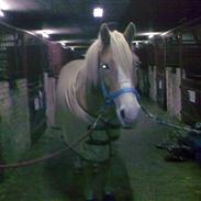 Haflinger Morena . solgt <3