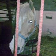 Haflinger Morena . solgt <3