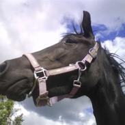 New Forest Blåbærhegnets Queen Mary