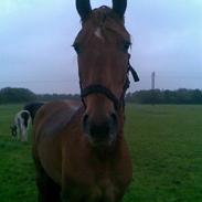 Anden særlig race Hjørnholms Bailey *solgt*