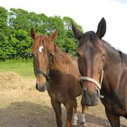 Anden særlig race Hjørnholms Bailey *solgt*