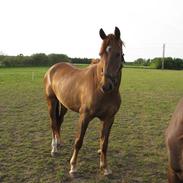 Anden særlig race Hjørnholms Bailey *solgt*