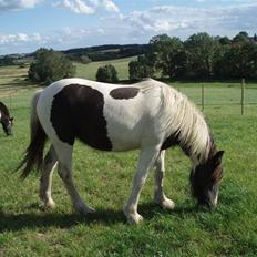 Irish Cob WW Rosie * SOLGT