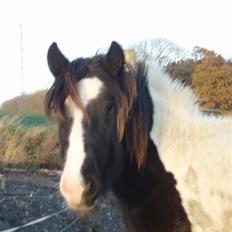 Irish Cob WW Rosie * SOLGT