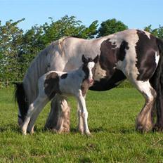 Irish Cob WW Rosie * SOLGT