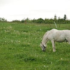 Welsh Pony (sec B) Korreborgs Kawango *MIT LIV*