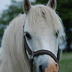 Welsh Pony (sec B) Korreborgs Kawango *MIT LIV*